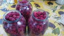 Продам малину садовую