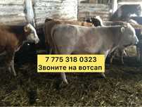 Бычки телята тес остатки продаю телитез