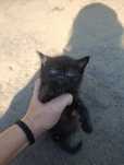 Британские котята