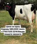 Продам 4 тёлочки дойные