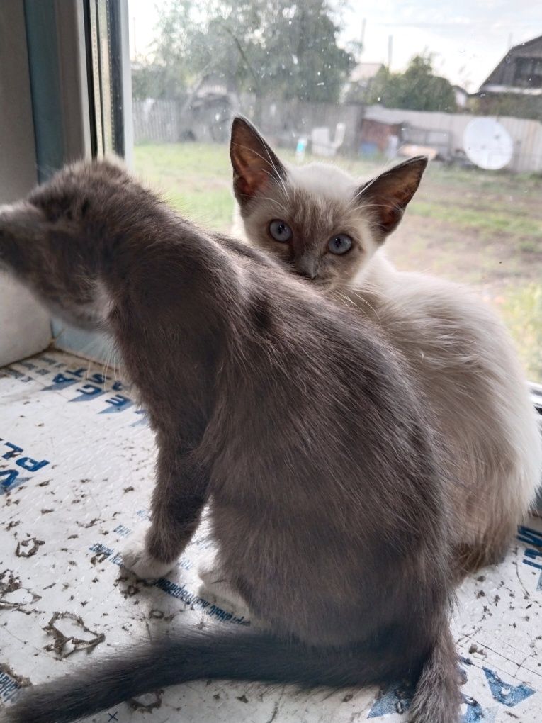 Отдам котят в добрые руки