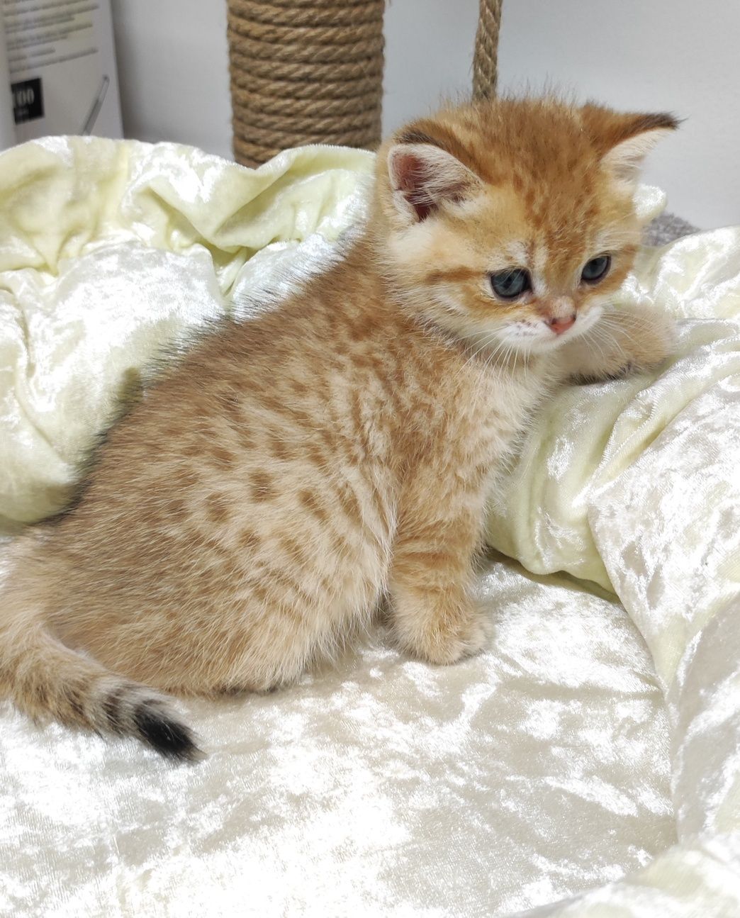 Котики британские золотые