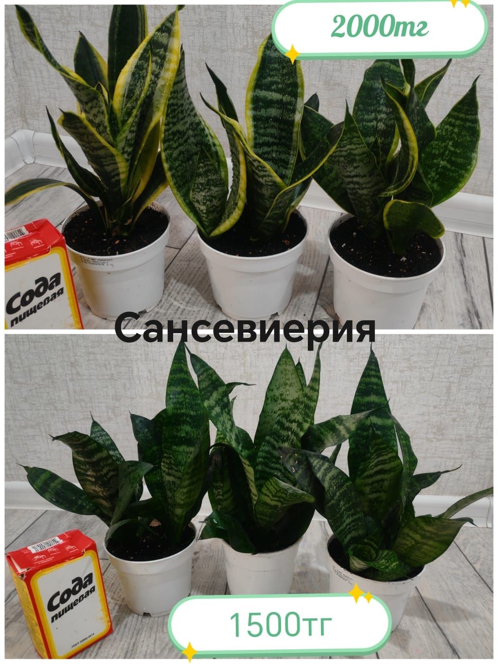 Бөлме гүлдері. Район Компоселок