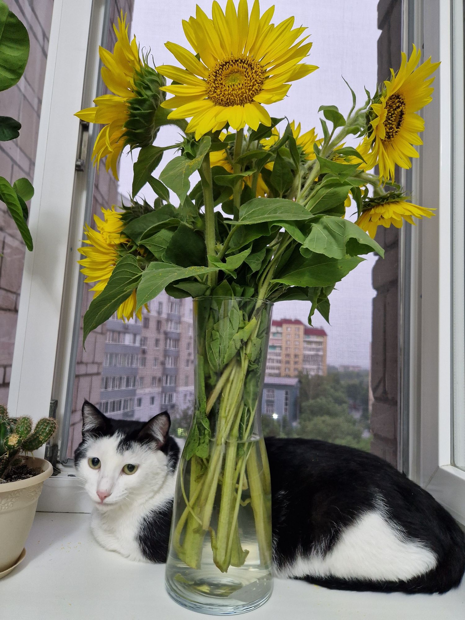 Котик в поисках дома
