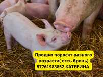 Поросята разных возрастов. Цены договорные . Есть бронь