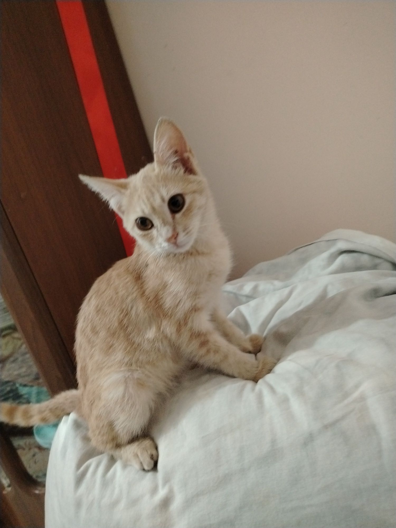 Хочу продать кошку