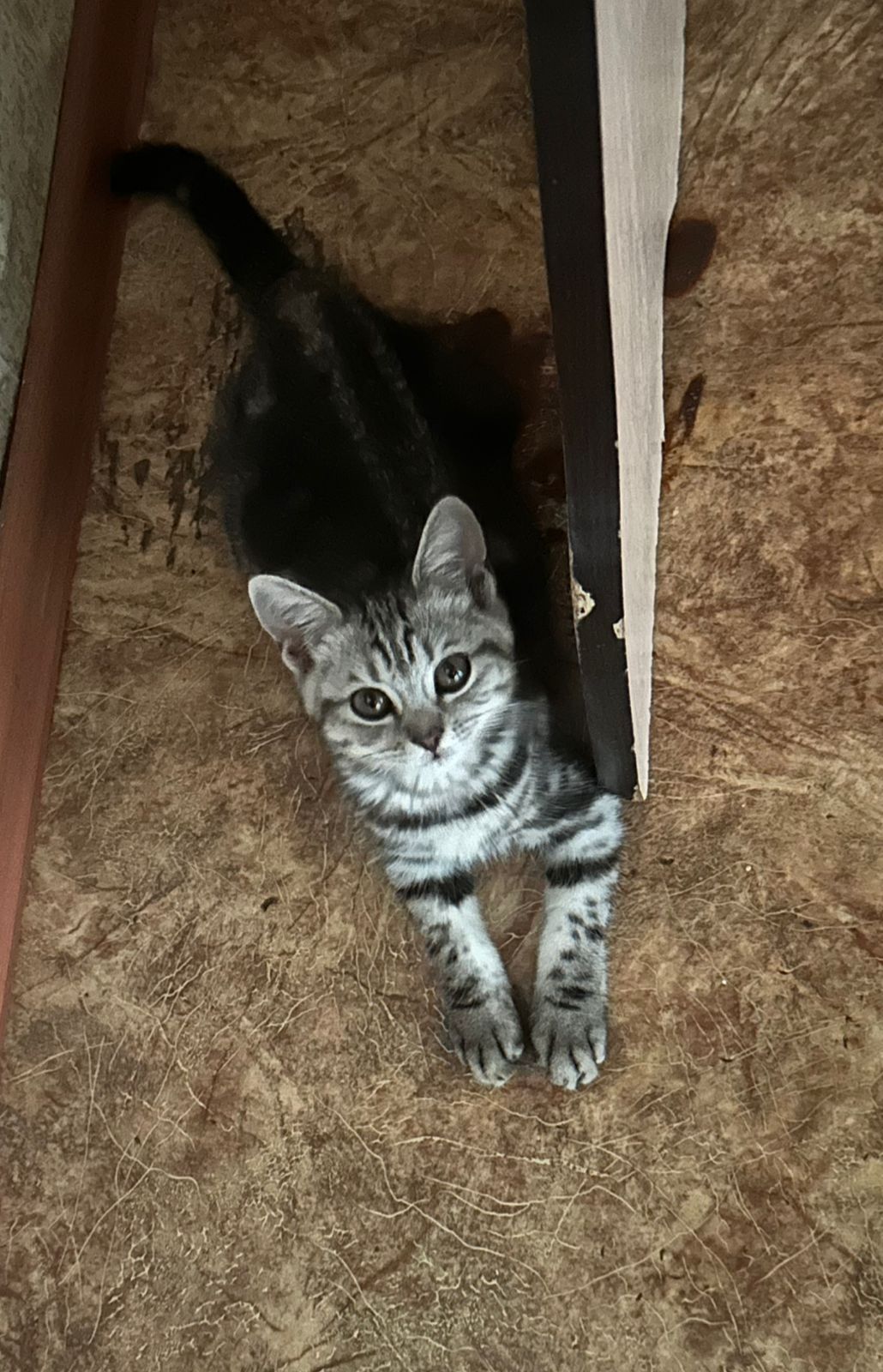 Домашние Живот Котенок