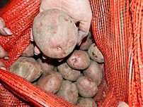 Продам картофель
