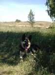 Отдам пса, 5 лет. Овчароид Глухой понимает жесты умный спокойный