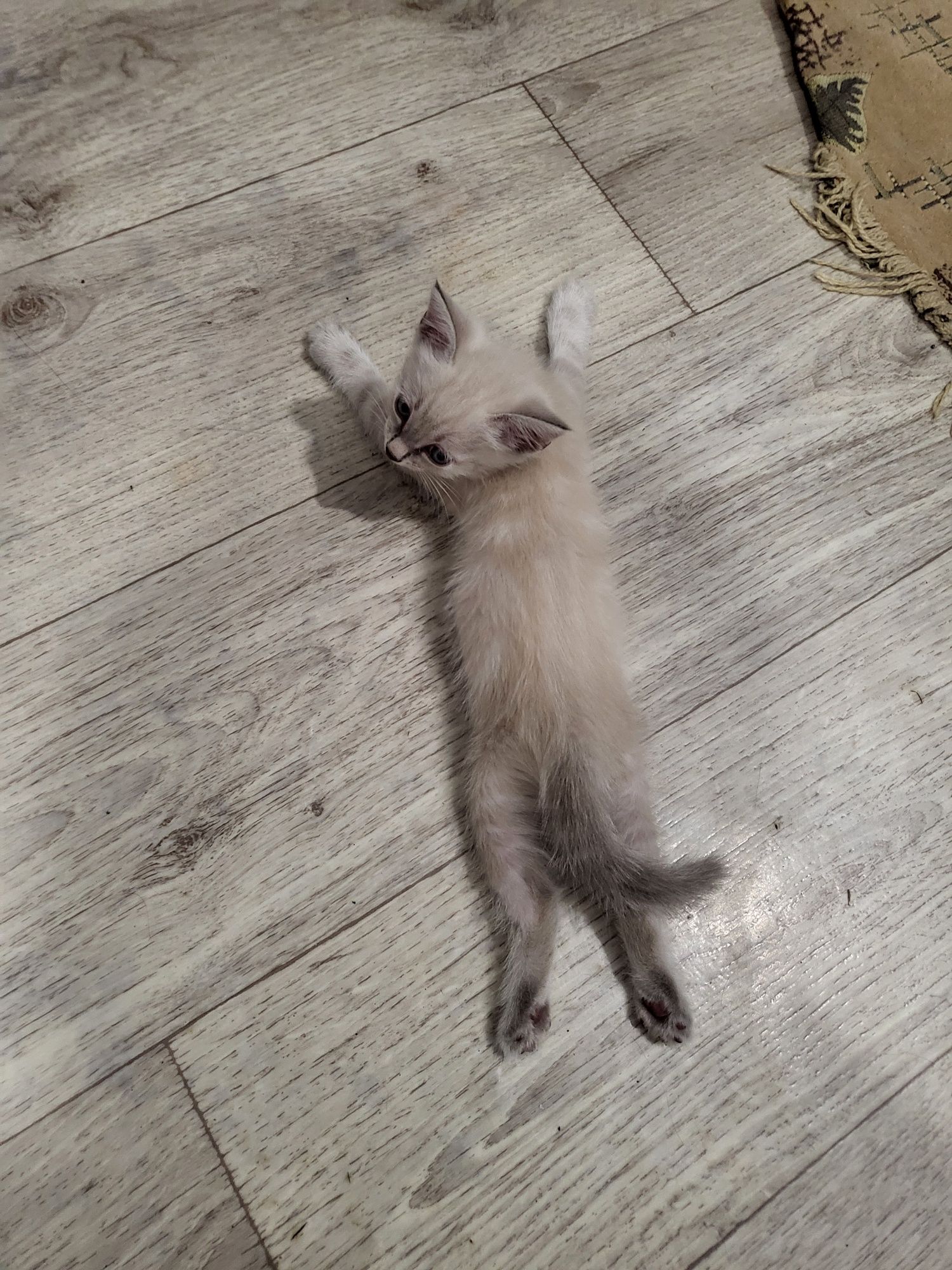 Отдам котят в добрые руки