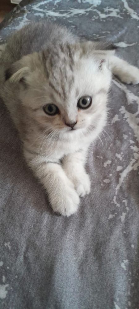 Продам Вислухих британцев короткошорстнных
