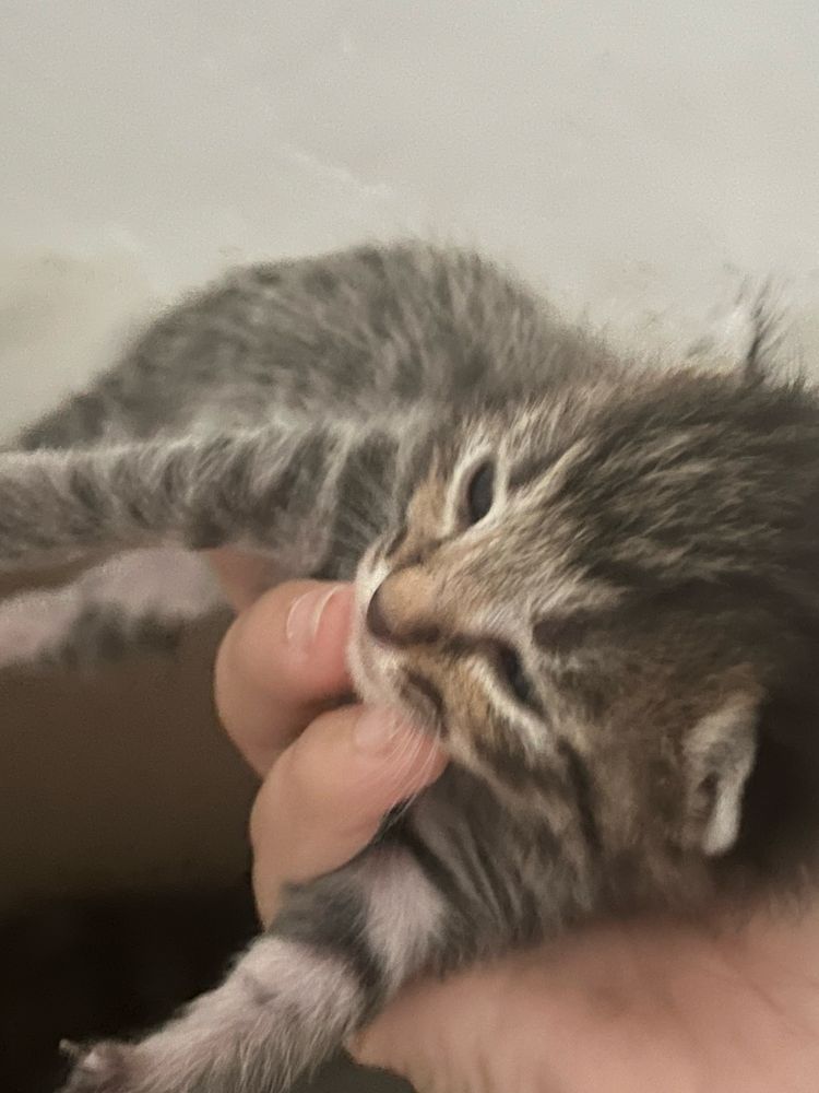 Котята в добрые руки бесплатно