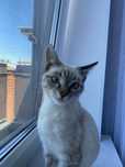 Отдам котёнка в добрые руки!