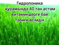 Гидропонный корм