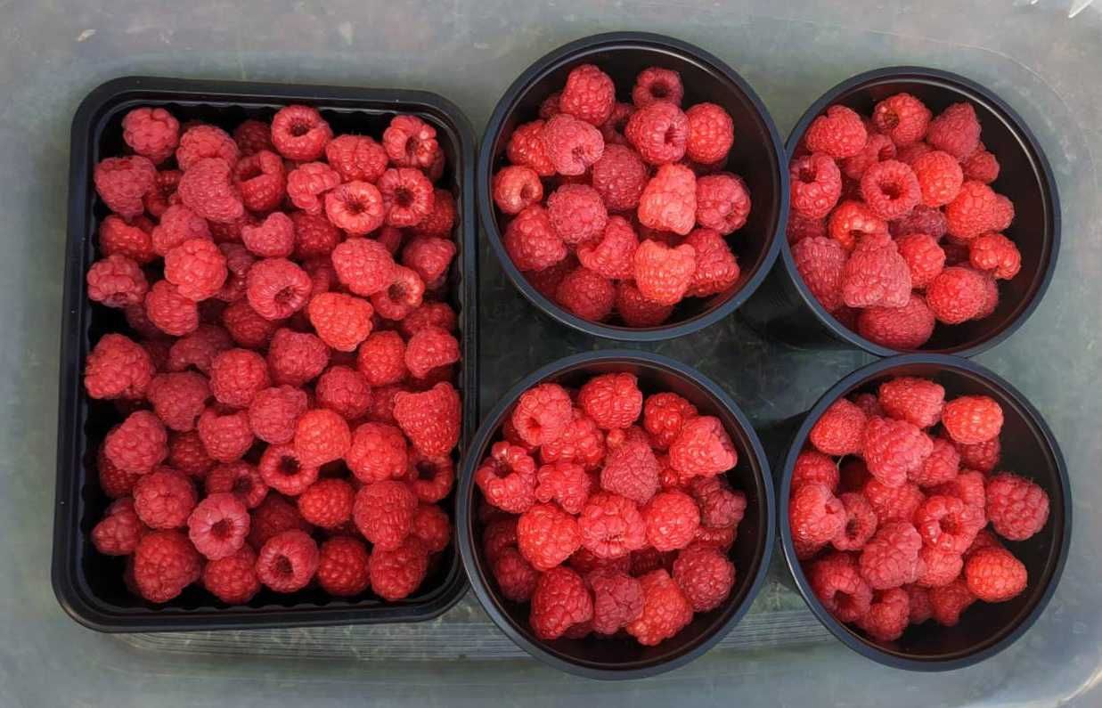 Продам ягоду  ежевики и малины