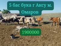 Продам быка 5 голову
