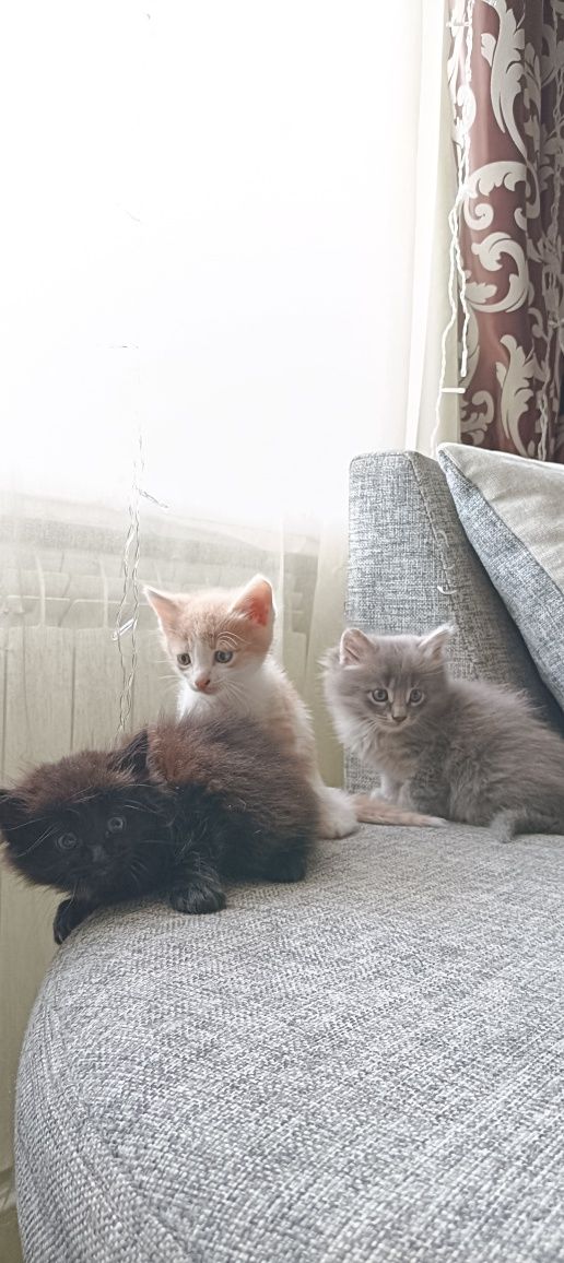 Отдам котят в добрые руки