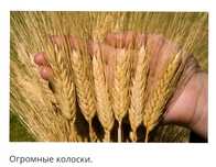Житняк эспарцет жонышка Доставка!Семена.тукымдык,,Арап, сулу,Пишиница,