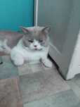 Отдам кота бесплатно