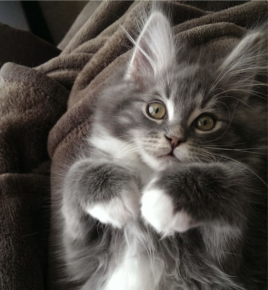 Передержка котов, кошек
