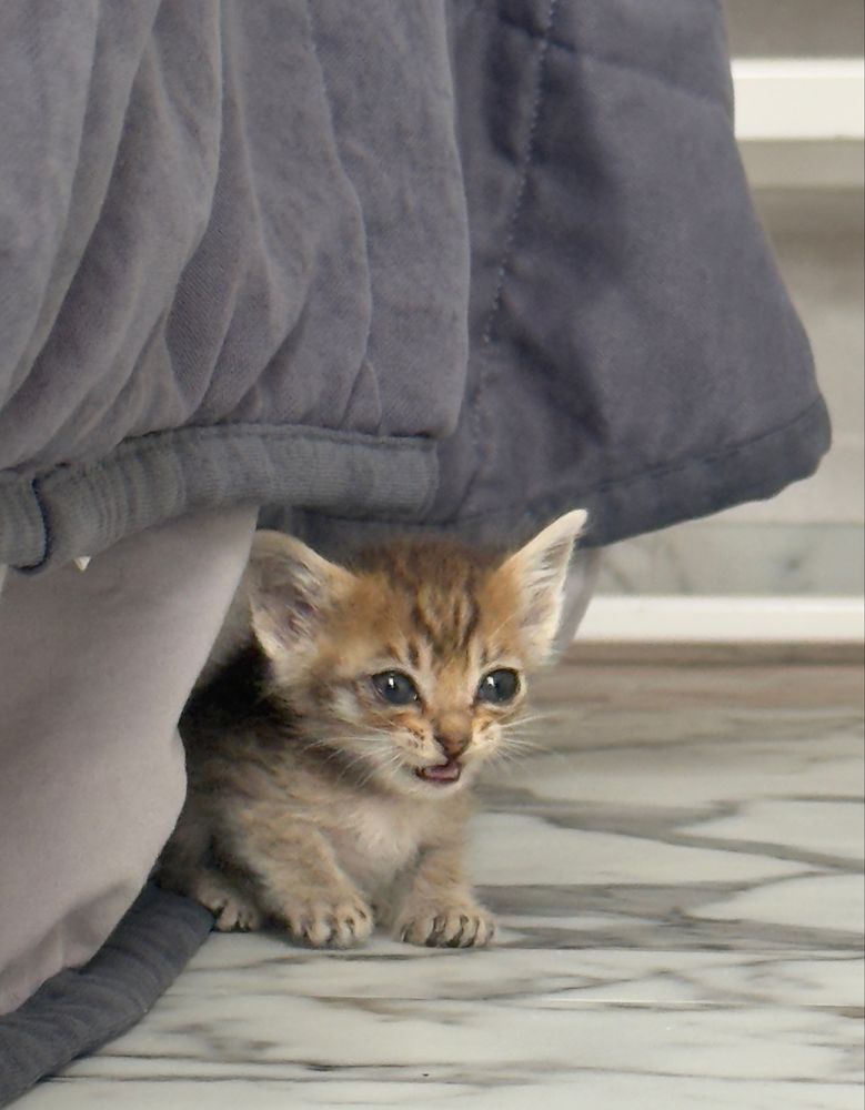 Отдам котят в хорошие руки