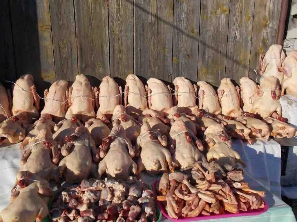 Мясо домашних мясных уток мулард гусей, индауток, петушков, гусей