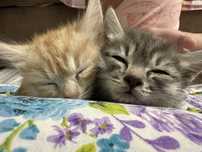 Котята даром примерно месяц рыжий и серый.
