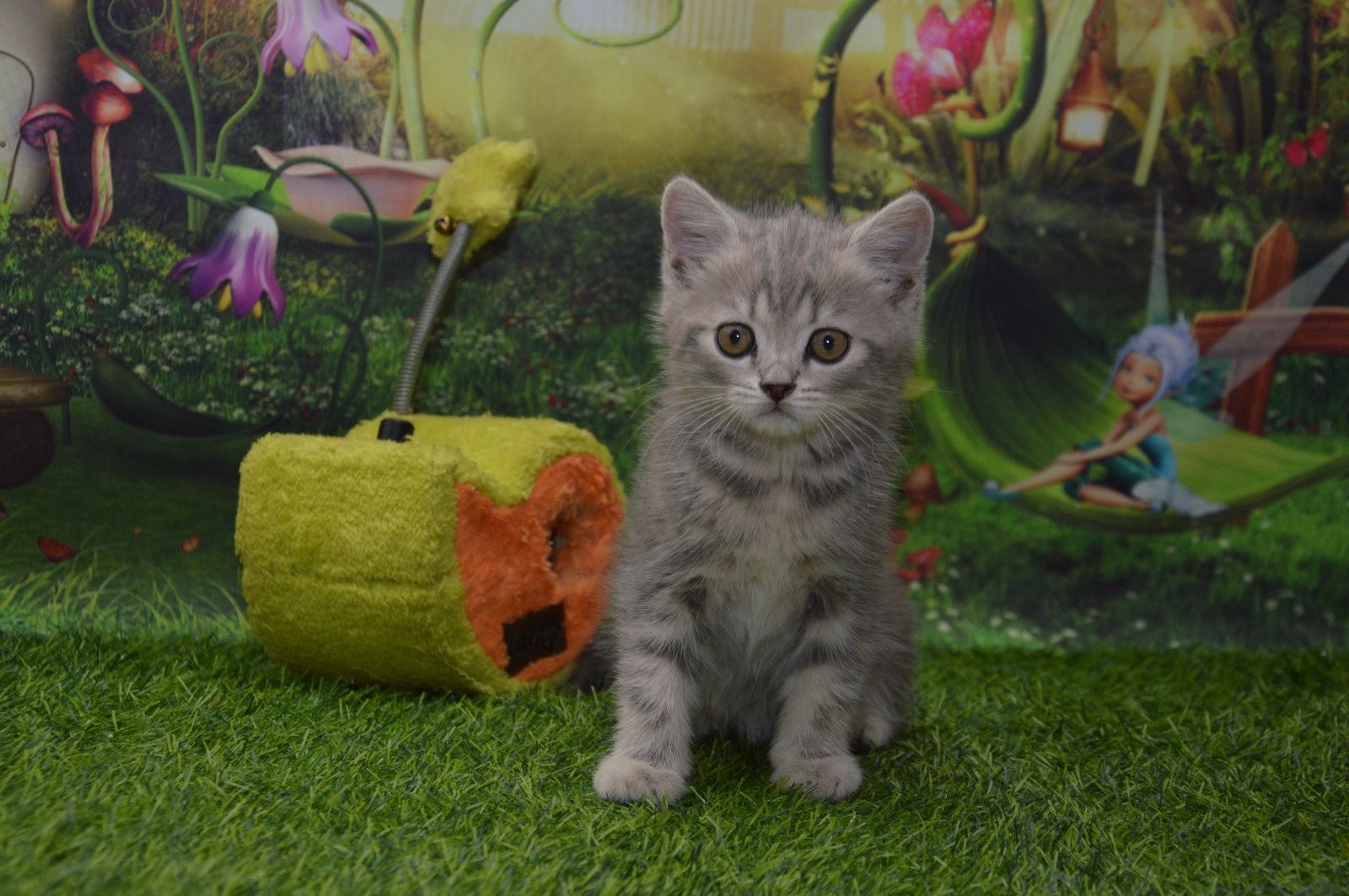 Котята шотландские