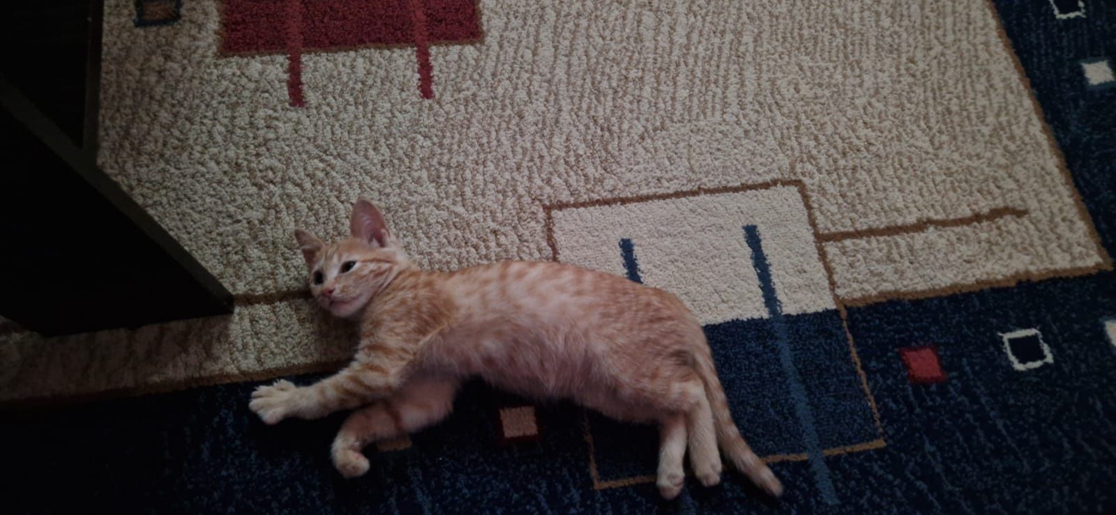 Котёнок девочка рыжая 1 месяц