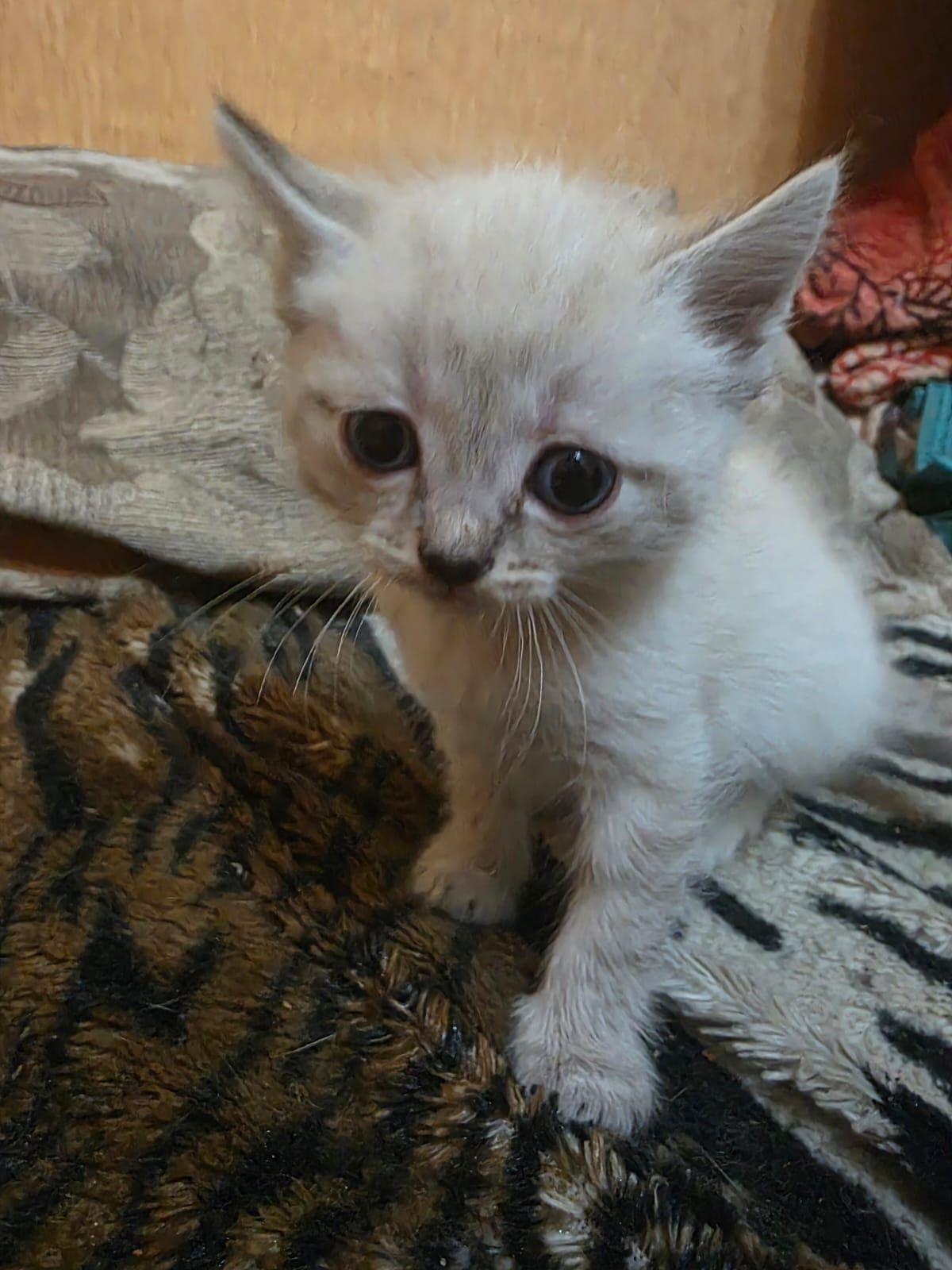 Отдам котят даром.
