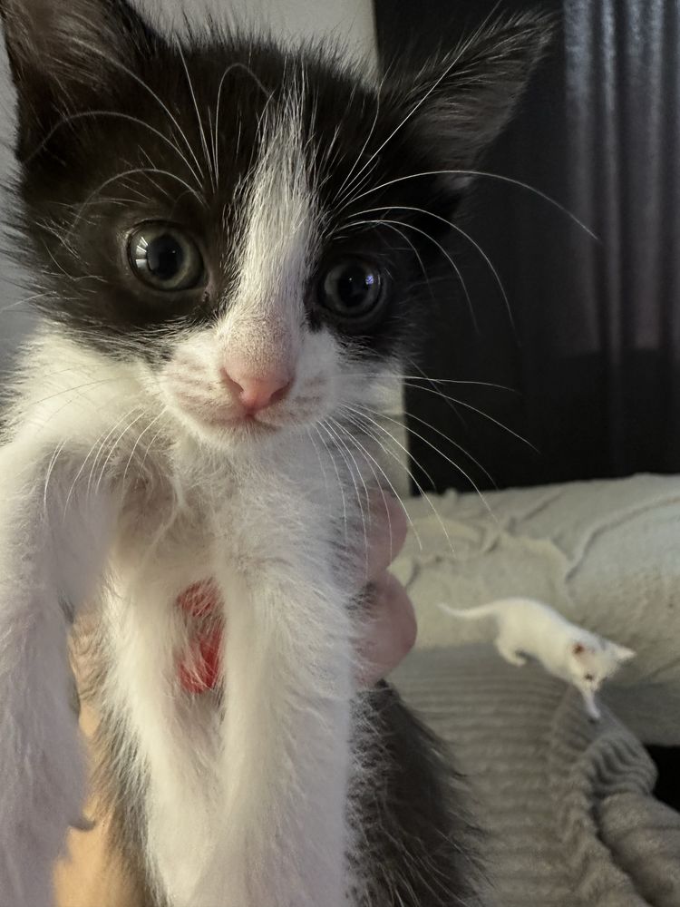 Котята мышеловки