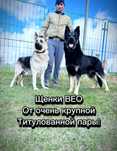 Щенки ВЕО от очень крупной пары!