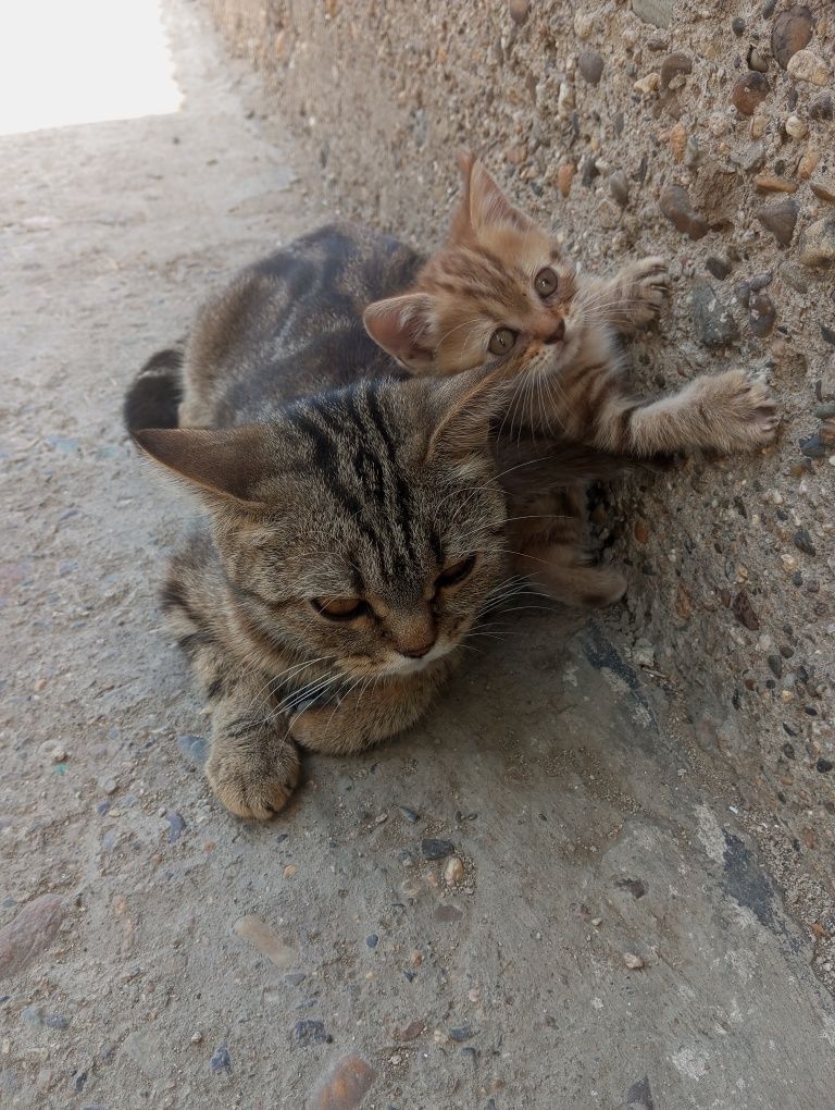котята мроморного британца