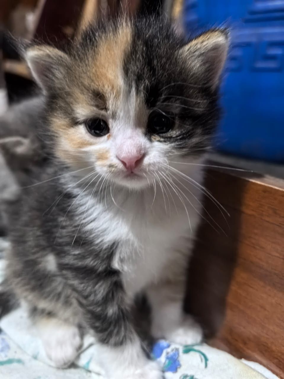 Отдам котят в добрые руки