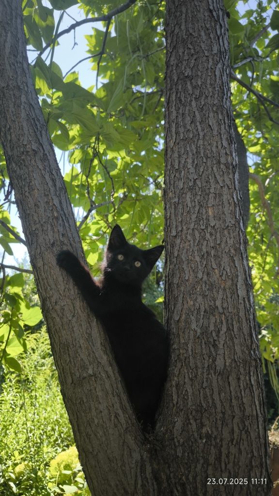 Котёнок умный, ласковый