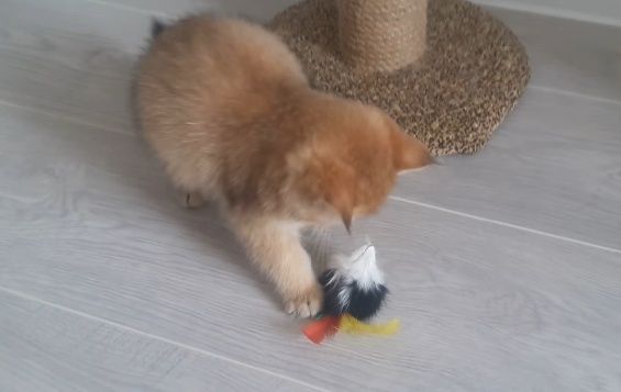 Алматы Большой Выбор котят