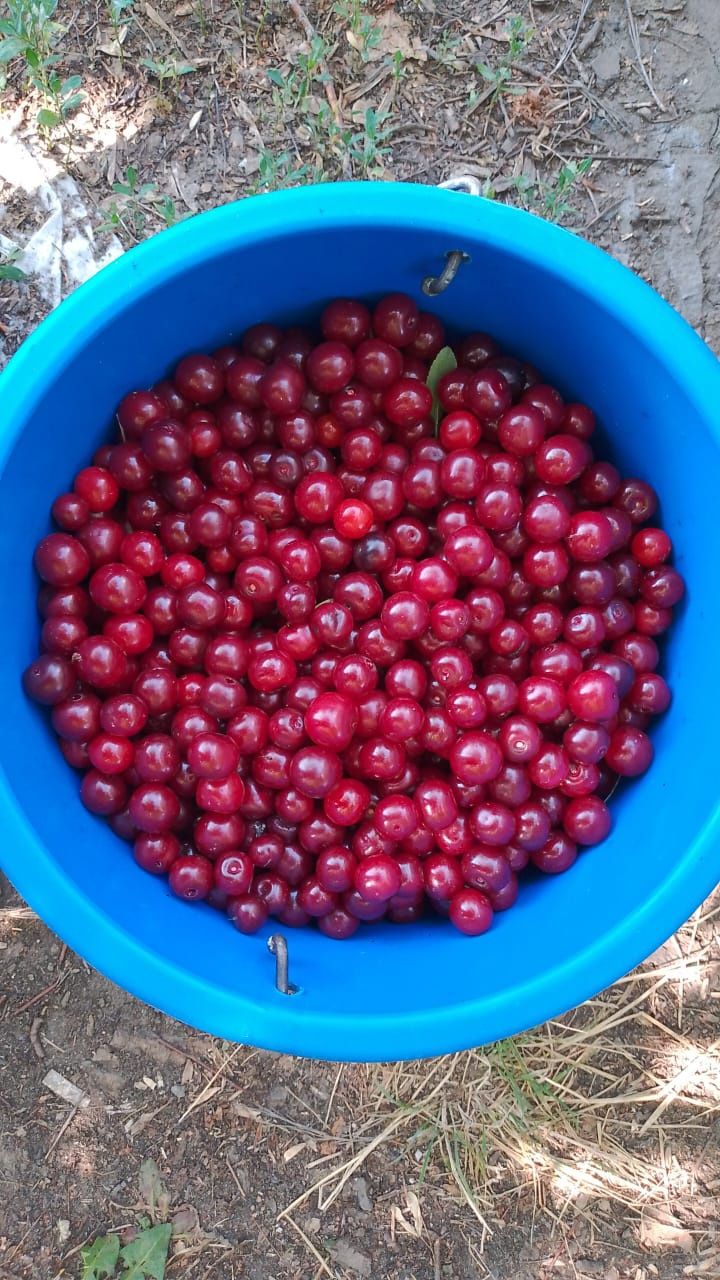 ПРОДАМ Вишня 1 ЛИТР -800