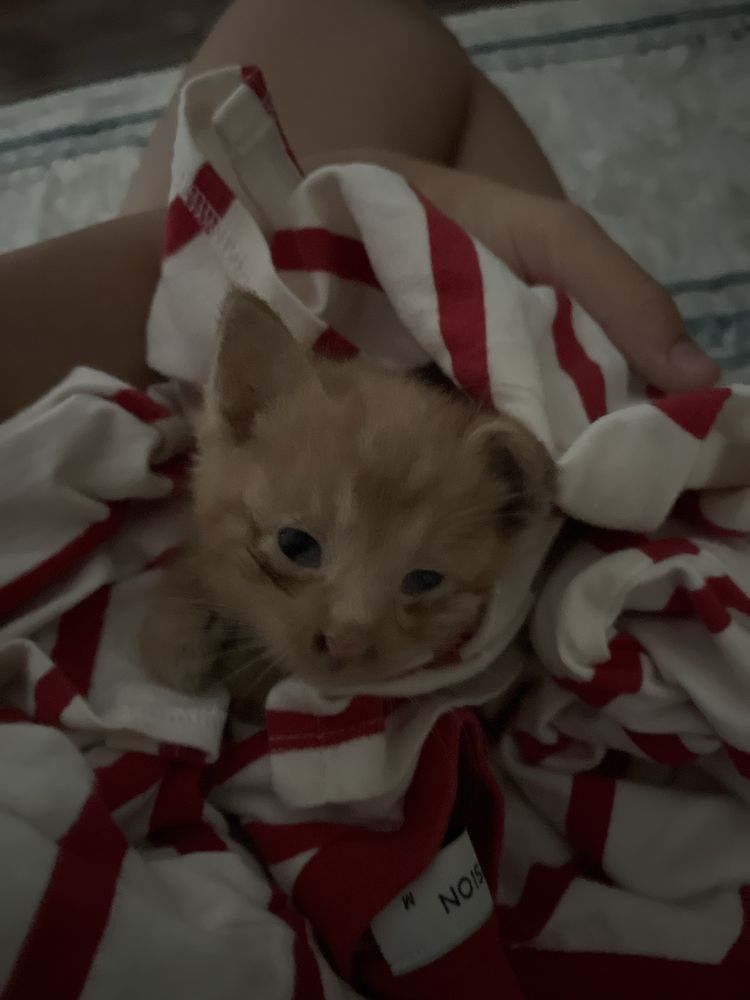 отлаю котенка на добрые руки