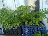 Продам рассаду помидор в стаканчиках .