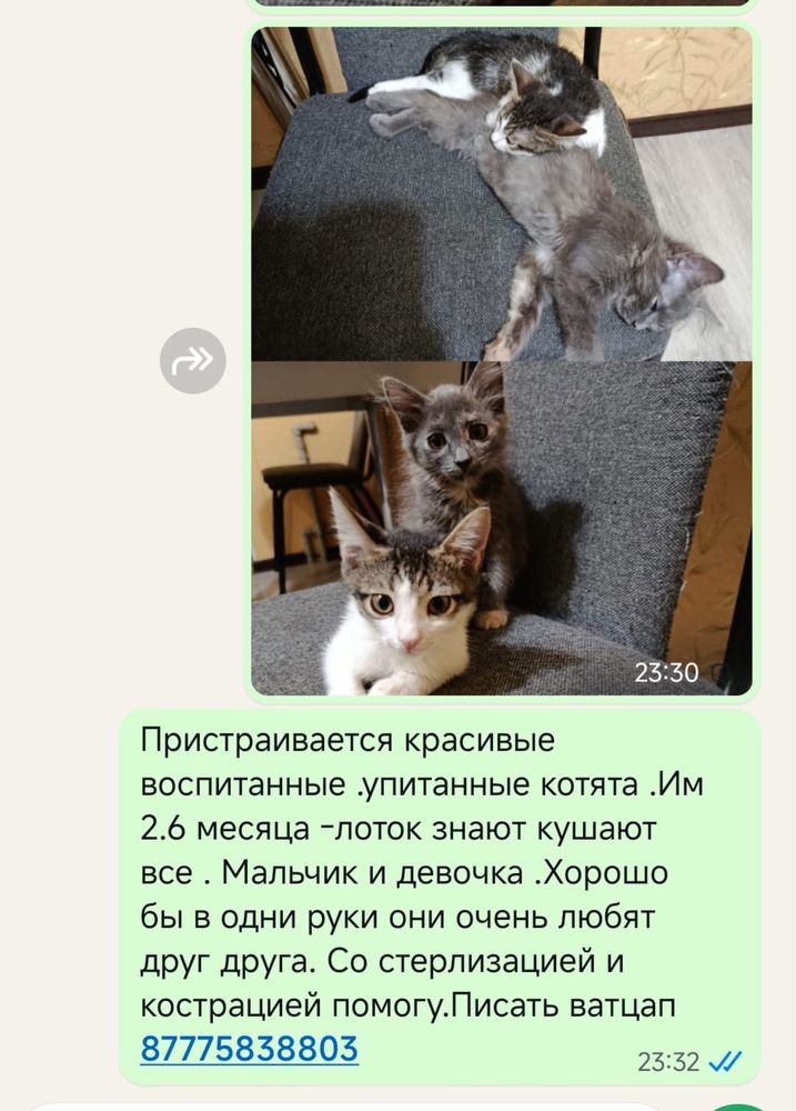 Котята бесплатно в адекватные руки