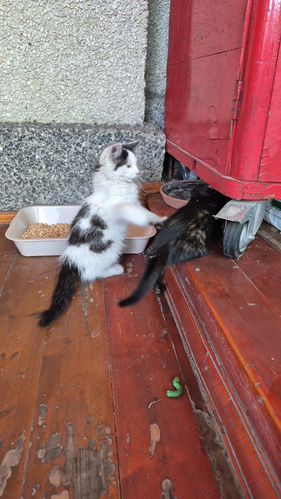 Котенок в добрые руки