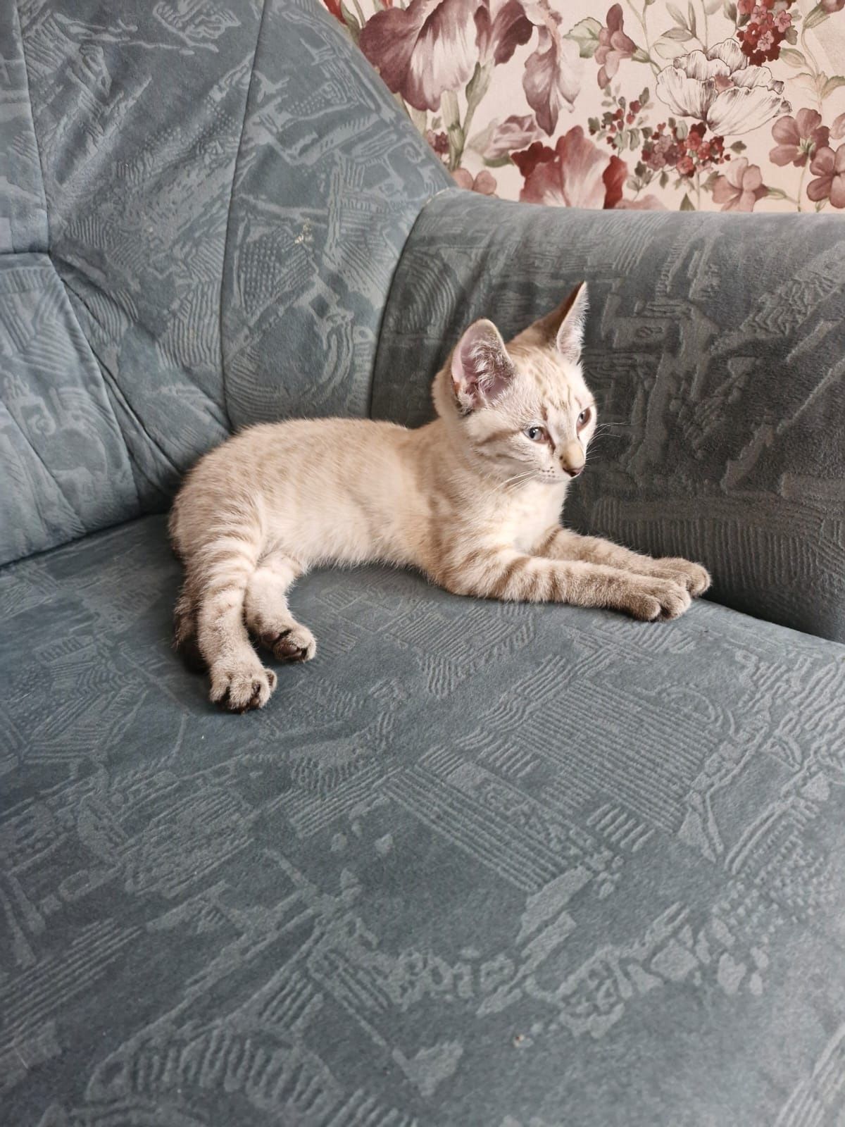 Котят в добрые руки