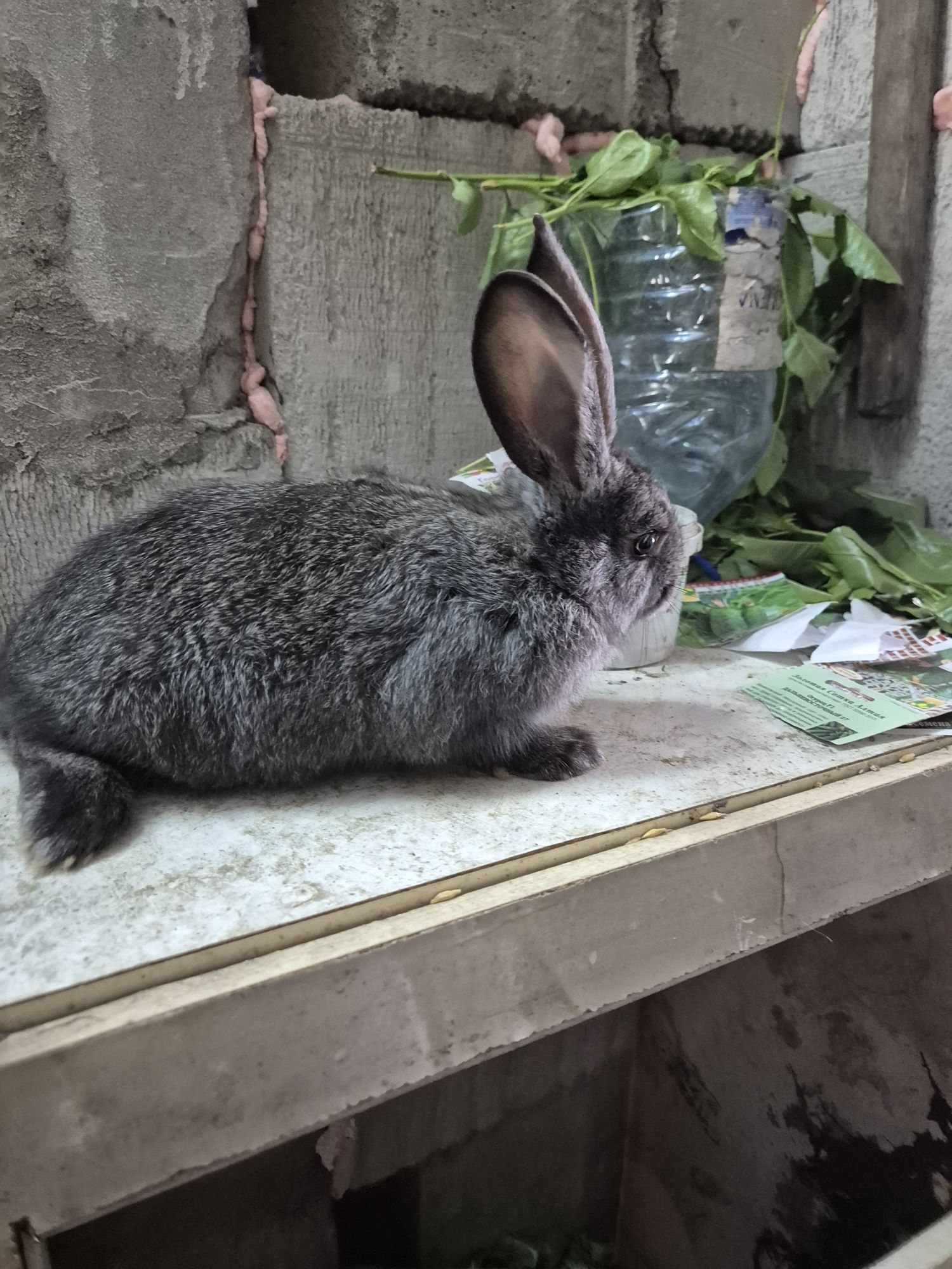Продам кроликов,1мес,2мес,3мес.