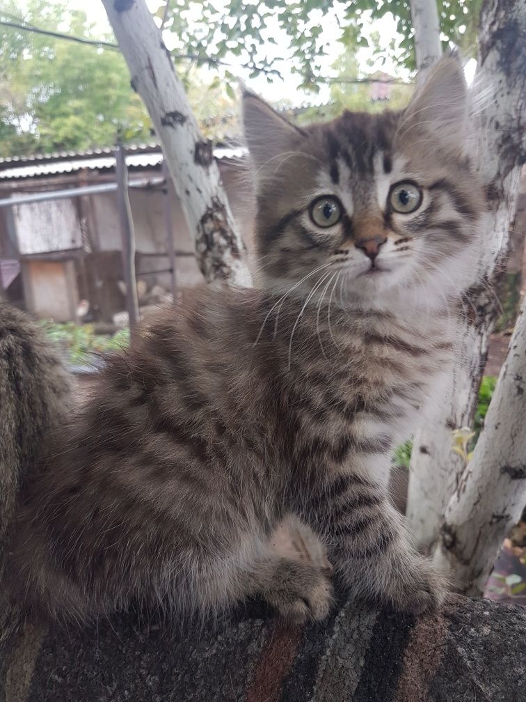 Отдам котят в добрые руки