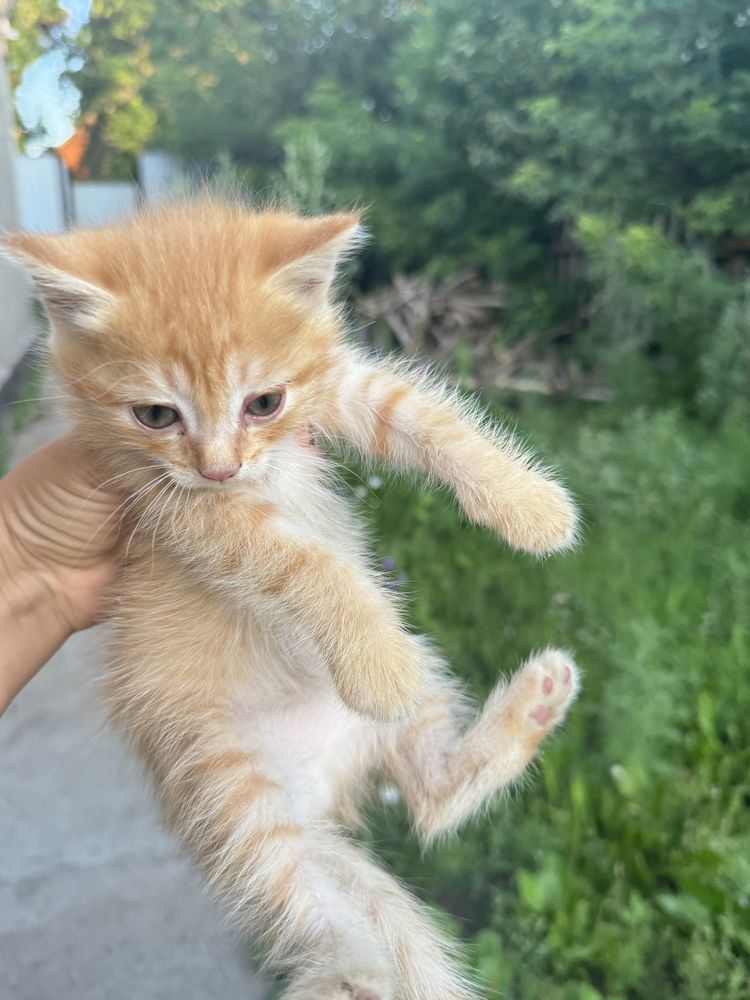 Красивые  котята в добрые руки
