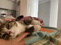 Отдам котенка в добрые руки