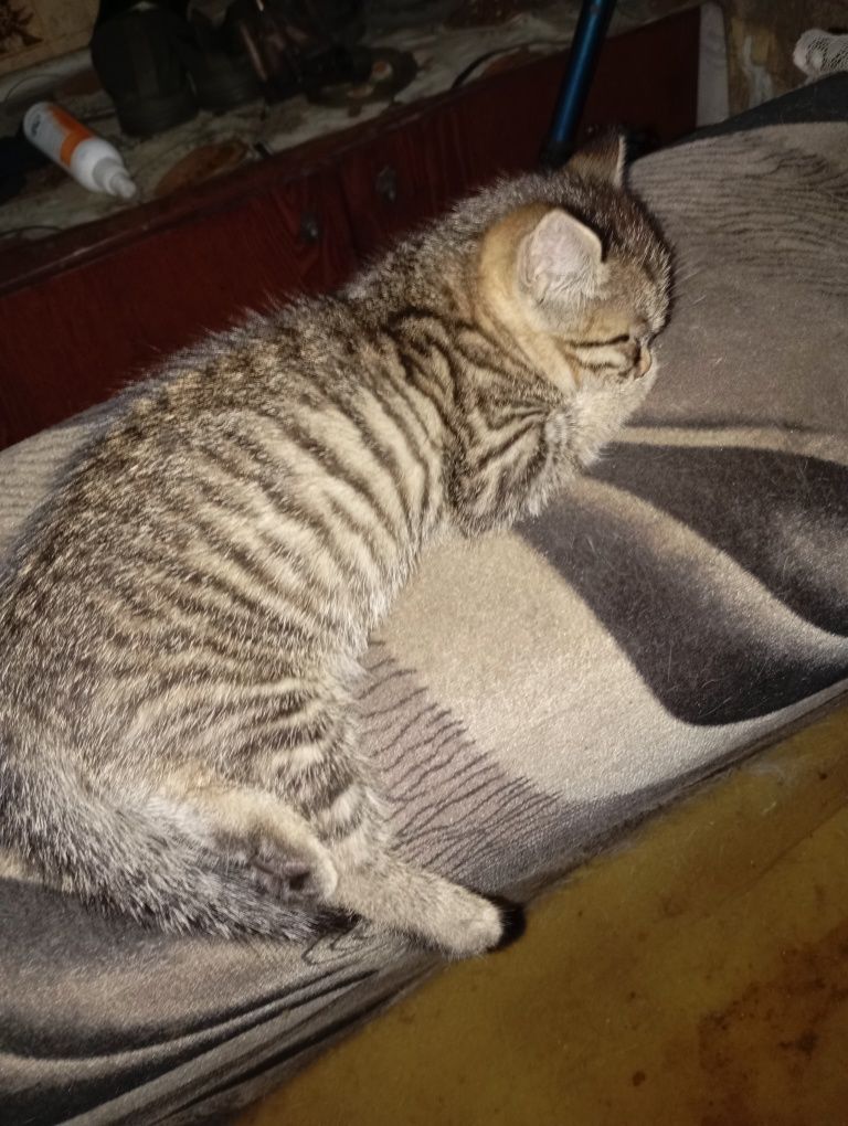 Отдам котят в хорошие руки