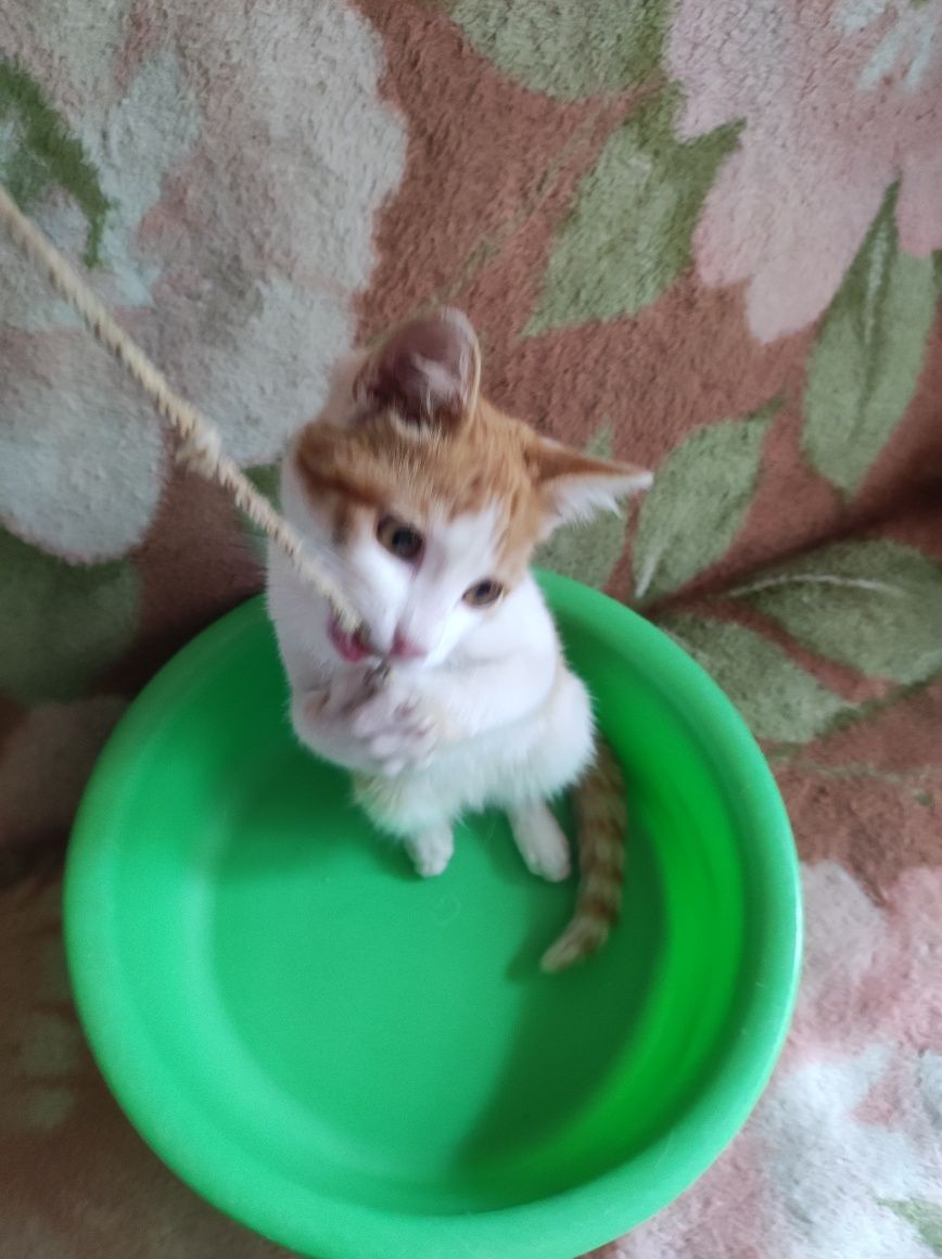 Котенок на Счастье