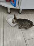 Котенок  отдам бесплатно