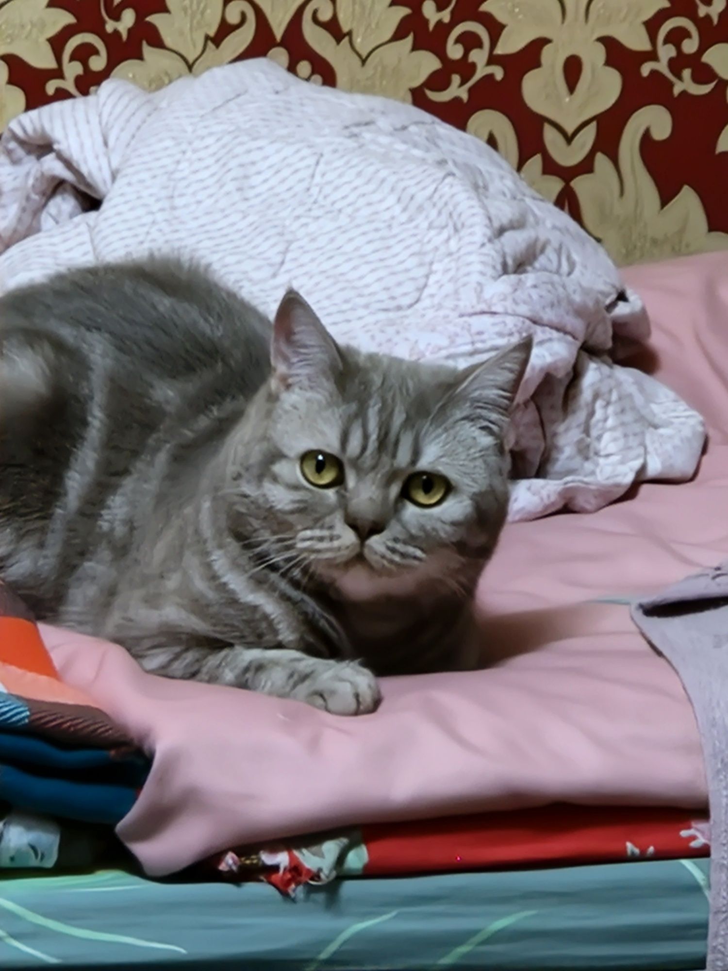 Кот британский 2 с половиной года